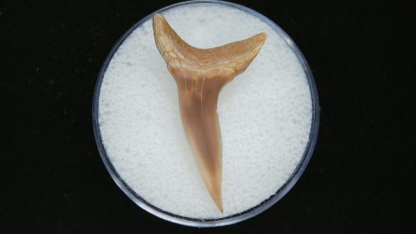 Genuine Pliocene Age Mako Shark Tooth Fossil for Sale from Belgium #11a