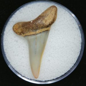 Genuine Pliocene Age Mako Shark Tooth Fossil for Sale from Belgium #12