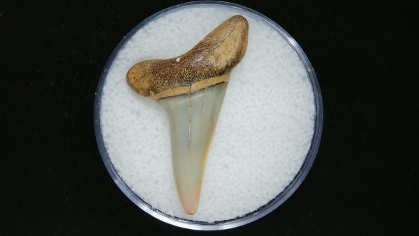 Genuine Pliocene Age Mako Shark Tooth Fossil for Sale from Belgium #12