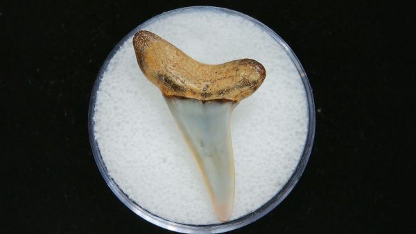 Genuine Pliocene Age Mako Shark Tooth Fossil for Sale from Belgium #12a