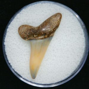 Genuine Pliocene Age Mako Shark Tooth Fossil for Sale from Belgium #13