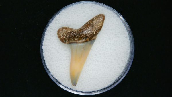 Genuine Pliocene Age Mako Shark Tooth Fossil for Sale from Belgium #13