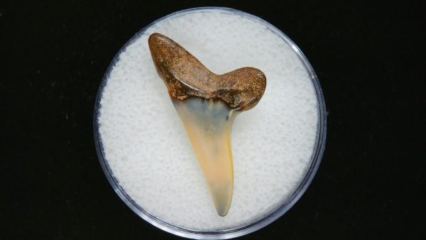 Genuine Pliocene Age Mako Shark Tooth Fossil for Sale from Belgium #13a