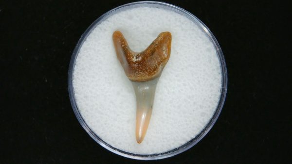 Genuine Pliocene Age Mako Shark Tooth Fossil for Sale from Belgium #14