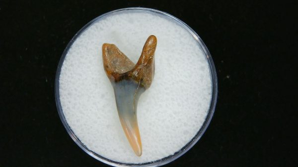 Genuine Pliocene Age Mako Shark Tooth Fossil for Sale from Belgium #14a