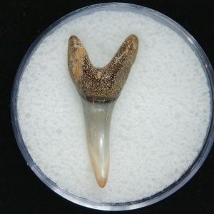 Genuine Pliocene Age Mako Shark Tooth Fossil for Sale from Belgium #15