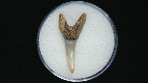 Genuine Pliocene Age Mako Shark Tooth Fossil for Sale from Belgium #15