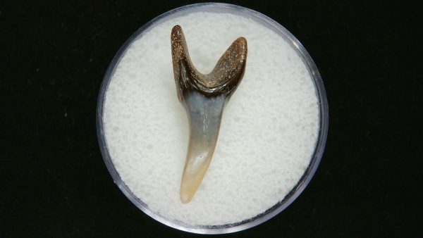 Genuine Pliocene Age Mako Shark Tooth Fossil for Sale from Belgium #15a