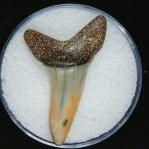 Genuine Pliocene Age Mako Shark Tooth Fossil for Sale from Belgium #16