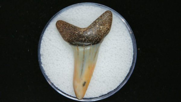 Genuine Pliocene Age Mako Shark Tooth Fossil for Sale from Belgium #16