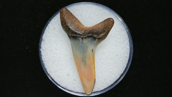 Genuine Pliocene Age Mako Shark Tooth Fossil for Sale from Belgium #16a