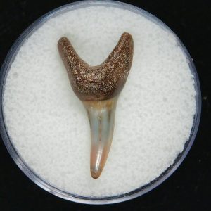 Genuine Pliocene Age Mako Shark Tooth Fossil for Sale from Belgium #17