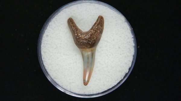 Genuine Pliocene Age Mako Shark Tooth Fossil for Sale from Belgium #17