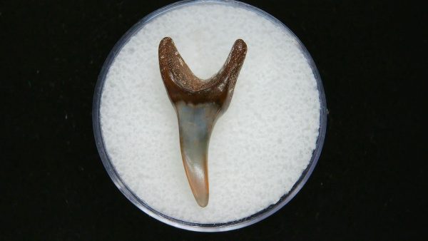 Genuine Pliocene Age Mako Shark Tooth Fossil for Sale from Belgium #17a