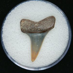 Genuine Pliocene Age Mako Shark Tooth Fossil for Sale from Belgium #18