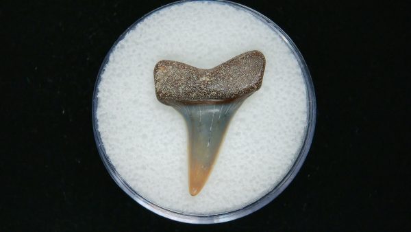 Genuine Pliocene Age Mako Shark Tooth Fossil for Sale from Belgium #18