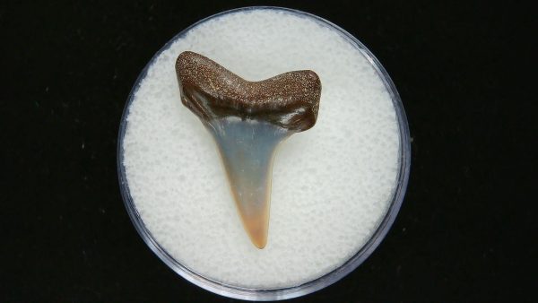 Genuine Pliocene Age Mako Shark Tooth Fossil for Sale from Belgium #18a