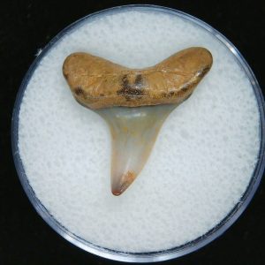 Genuine Pliocene Age Mako Shark Tooth Fossil for Sale from Belgium #19