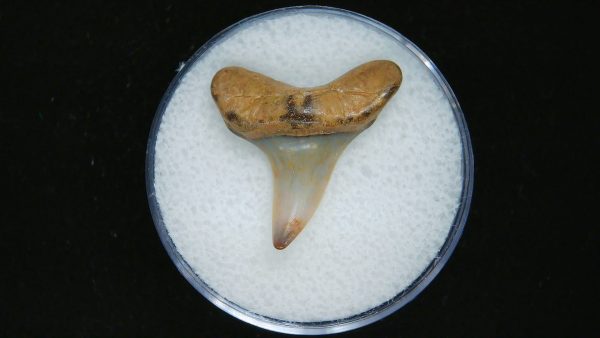 Genuine Pliocene Age Mako Shark Tooth Fossil for Sale from Belgium #19