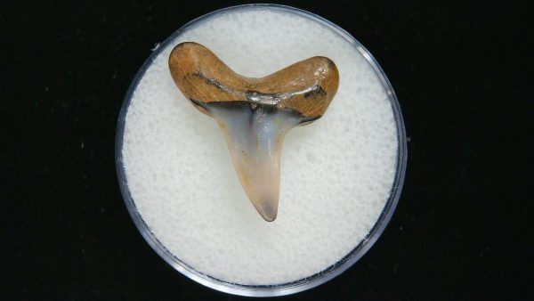 Genuine Pliocene Age Mako Shark Tooth Fossil for Sale from Belgium #19a