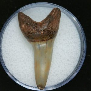 Genuine Pliocene Age Mako Shark Tooth Fossil for Sale from Belgium #2