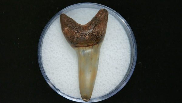 Genuine Pliocene Age Mako Shark Tooth Fossil for Sale from Belgium #2