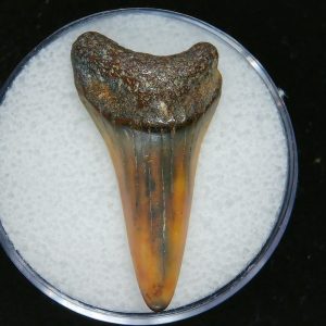 Genuine Pliocene Age Mako Shark Tooth Fossil for Sale from Belgium #20