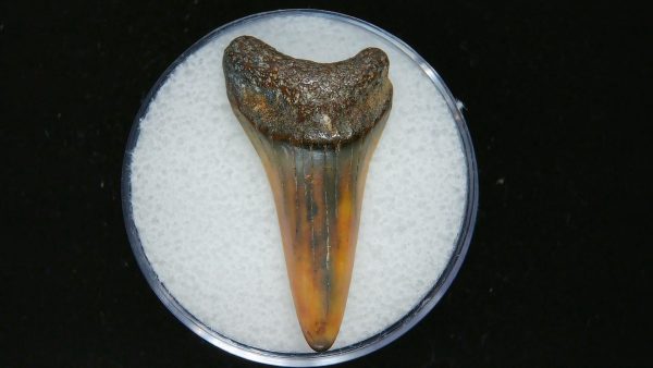 Genuine Pliocene Age Mako Shark Tooth Fossil for Sale from Belgium #20