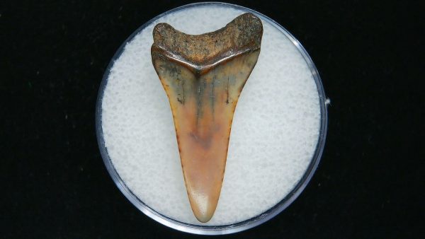 Genuine Pliocene Age Mako Shark Tooth Fossil for Sale from Belgium #20a