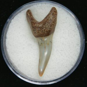 Genuine Pliocene Age Mako Shark Tooth Fossil for Sale from Belgium #21