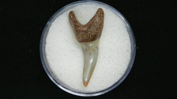 Genuine Pliocene Age Mako Shark Tooth Fossil for Sale from Belgium #21