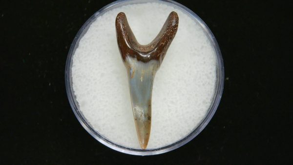 Genuine Pliocene Age Mako Shark Tooth Fossil for Sale from Belgium #21a