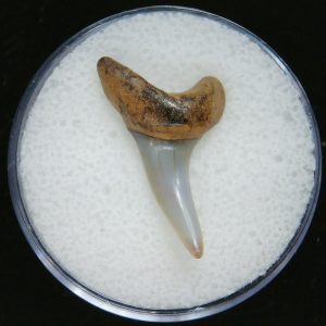 Genuine Pliocene Age Mako Shark Tooth Fossil for Sale from Belgium #22