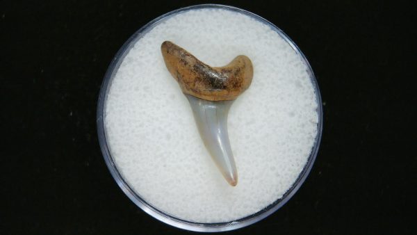 Genuine Pliocene Age Mako Shark Tooth Fossil for Sale from Belgium #22