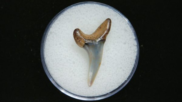 Genuine Pliocene Age Mako Shark Tooth Fossil for Sale from Belgium #22a