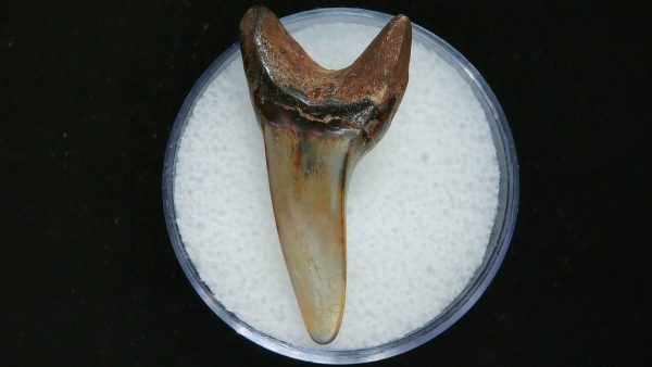 Genuine Pliocene Age Mako Shark Tooth Fossil for Sale from Belgium #2a