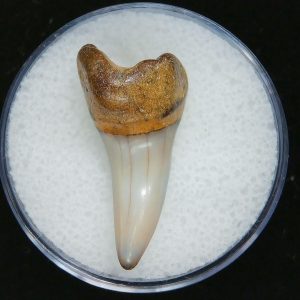 Genuine Pliocene Age Mako Shark Tooth Fossil for Sale from Belgium #3