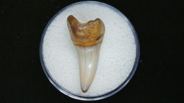 Genuine Pliocene Age Mako Shark Tooth Fossil for Sale from Belgium #3