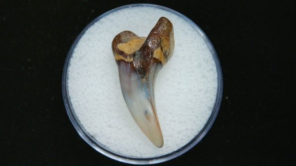 Genuine Pliocene Age Mako Shark Tooth Fossil for Sale from Belgium #3a