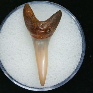 Genuine Pliocene Age Mako Shark Tooth Fossil for Sale from Belgium #4