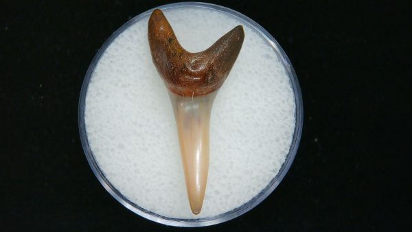 Genuine Pliocene Age Mako Shark Tooth Fossil for Sale from Belgium #4