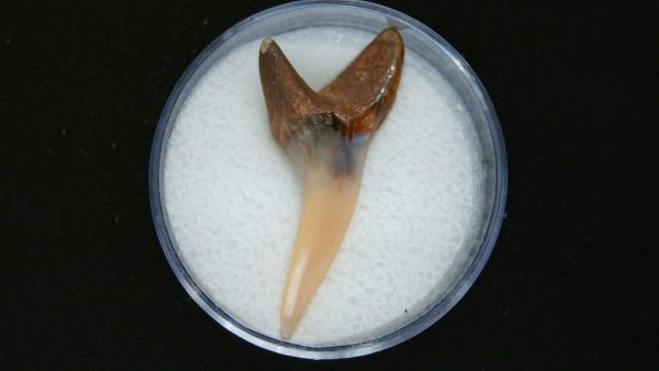 Genuine Pliocene Age Mako Shark Tooth Fossil for Sale from Belgium #4a