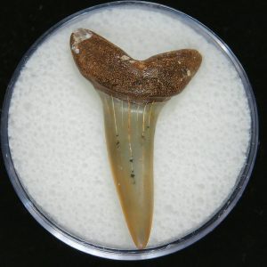 Genuine Pliocene Age Mako Shark Tooth Fossil for Sale from Belgium #5