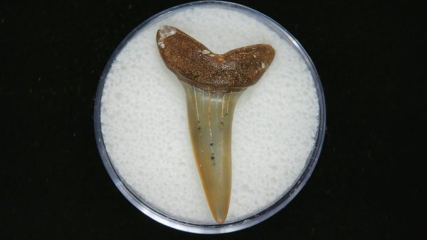 Genuine Pliocene Age Mako Shark Tooth Fossil for Sale from Belgium #5