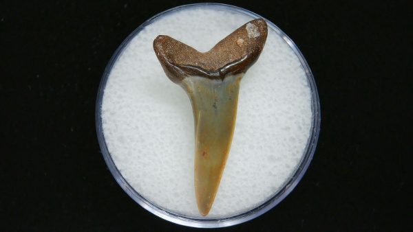 Genuine Pliocene Age Mako Shark Tooth Fossil for Sale from Belgium #5a