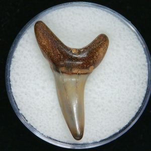 Genuine Pliocene Age Mako Shark Tooth Fossil for Sale from Belgium #6