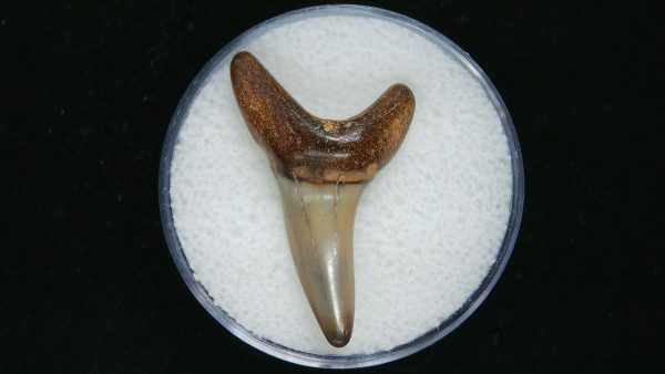 Genuine Pliocene Age Mako Shark Tooth Fossil for Sale from Belgium #6