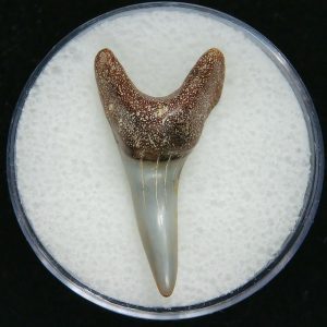 Genuine Pliocene Age Mako Shark Tooth Fossil for Sale from Belgium #7