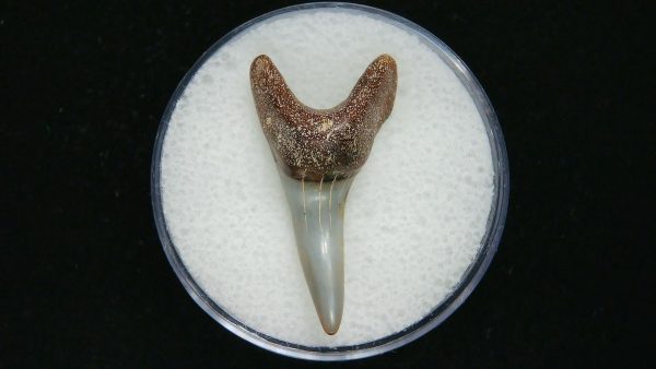 Genuine Pliocene Age Mako Shark Tooth Fossil for Sale from Belgium #7