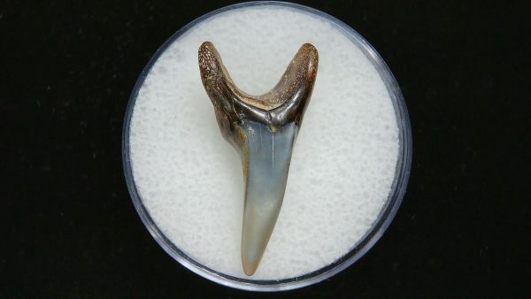 Genuine Pliocene Age Mako Shark Tooth Fossil for Sale from Belgium #7a